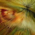 Kiwi Gold Dream