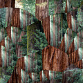 Ancient Sequoia Trees Ensemble
